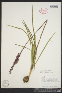 Liatris tenuifolia image