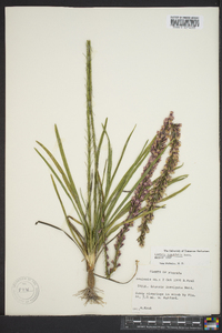 Liatris tenuifolia image