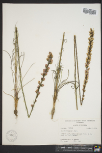 Liatris tenuifolia image