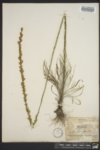 Liatris tenuifolia image