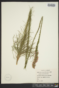 Liatris tenuifolia image