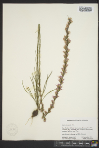 Liatris tenuifolia image