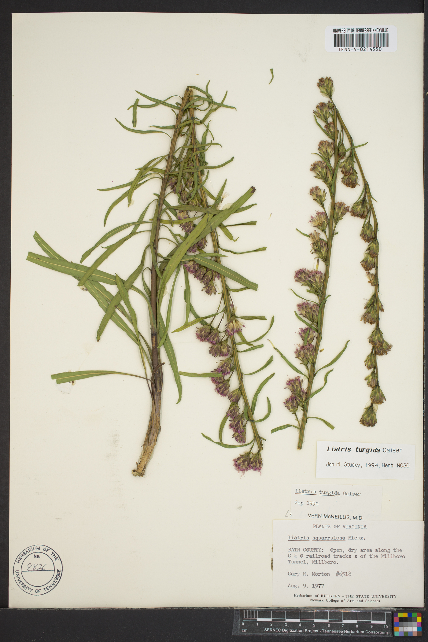 Liatris turgida image