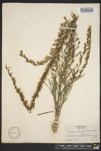 Liatris virgata image