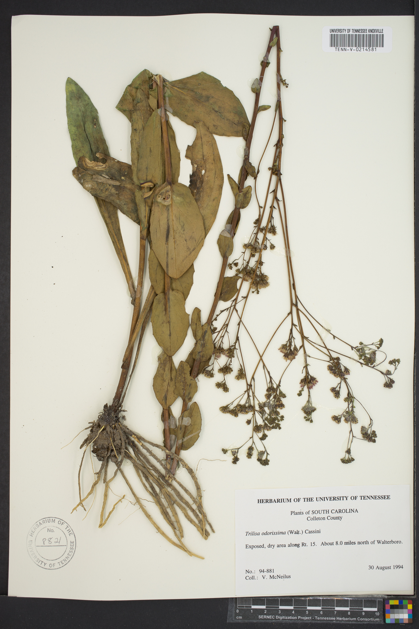 Trilisa odoratissima image