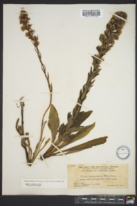 Trilisa paniculata image