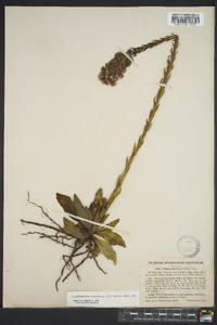 Trilisa paniculata image