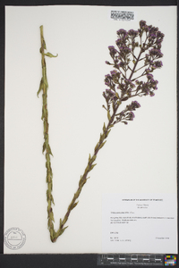 Trilisa paniculata image