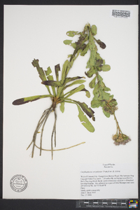 Carphephorus corymbosus image