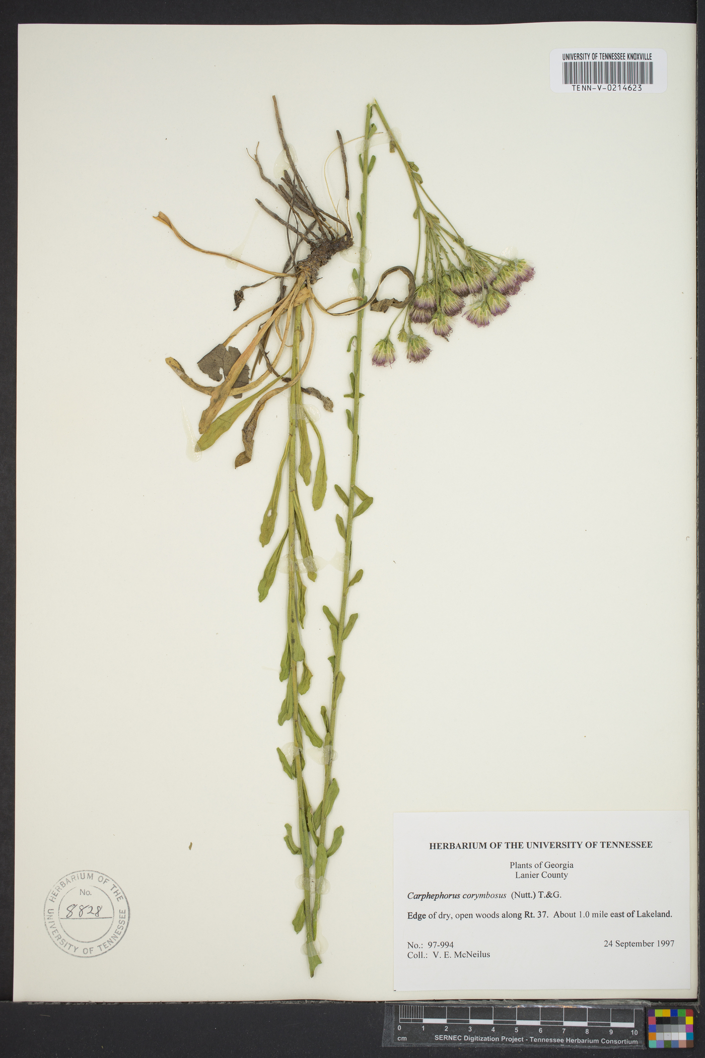 Carphephorus corymbosus image