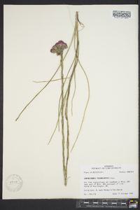 Carphephorus pseudoliatris image