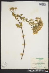 Garberia heterophylla image