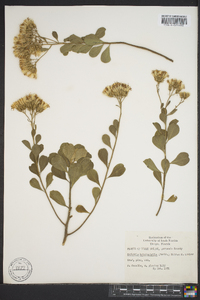 Garberia heterophylla image