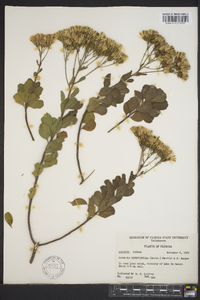 Garberia heterophylla image