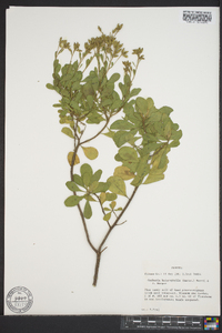 Garberia heterophylla image