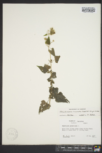 Fleischmannia incarnata image