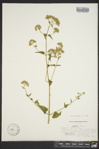 Fleischmannia incarnata image