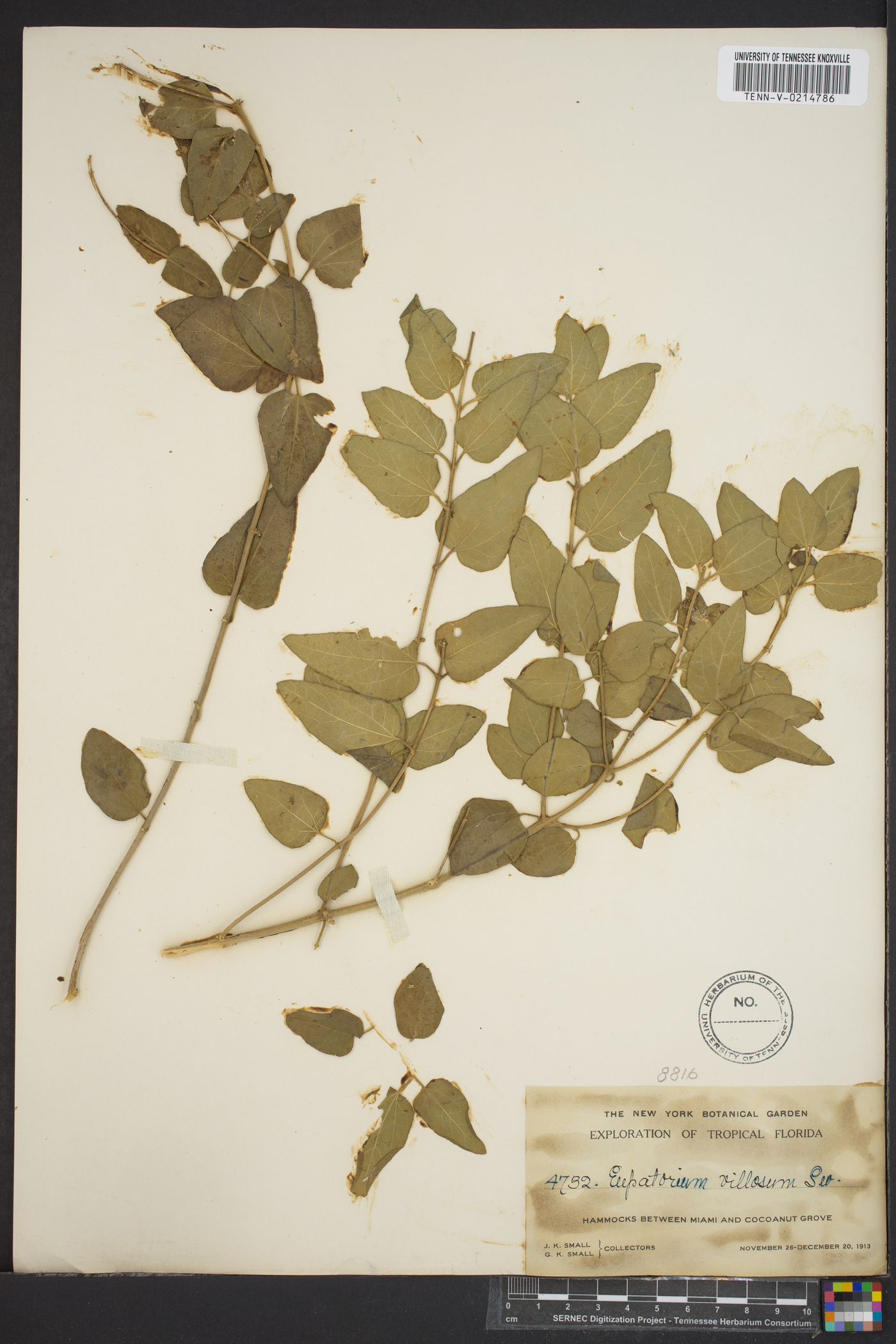 Eupatorium villosum image