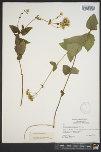 Ageratina aromatica image