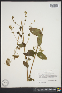 Ageratina aromatica image