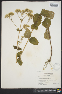 Ageratina aromatica image