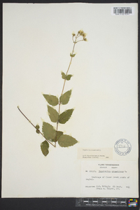 Ageratina aromatica image