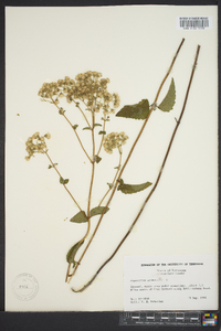 Ageratina aromatica image