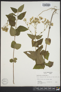 Ageratina aromatica image