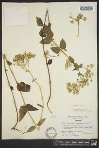 Ageratina aromatica image