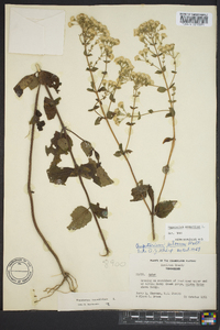 Ageratina aromatica image