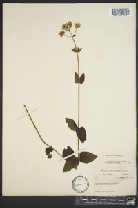 Ageratina aromatica image