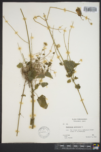 Ageratina aromatica image
