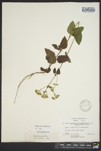 Eupatorium aromaticum image