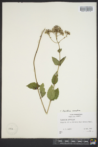 Eupatorium aromaticum image