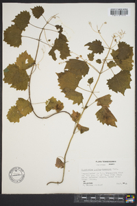 Eupatorium luciae-brauniae image