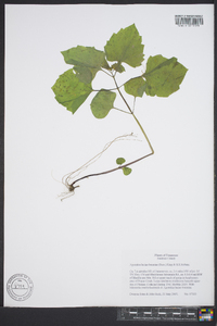Eupatorium luciae-brauniae image