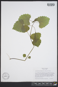 Eupatorium luciae-brauniae image