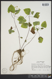 Eupatorium luciae-brauniae image