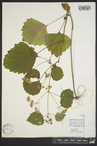 Eupatorium luciae-brauniae image
