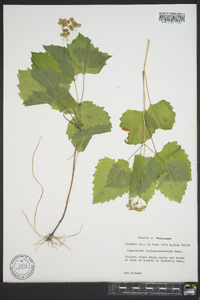 Eupatorium luciae-brauniae image