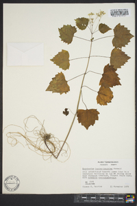Eupatorium luciae-brauniae image