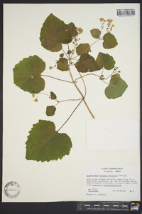 Eupatorium luciae-brauniae image