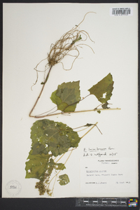 Eupatorium luciae-brauniae image