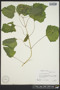 Eupatorium luciae-brauniae image