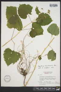 Eupatorium luciae-brauniae image