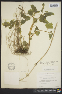 Eupatorium luciae-brauniae image