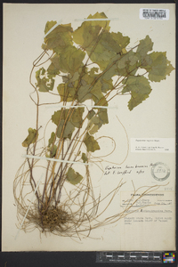 Eupatorium luciae-brauniae image