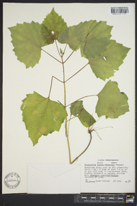 Eupatorium luciae-brauniae image