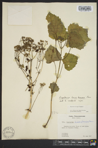 Eupatorium luciae-brauniae image