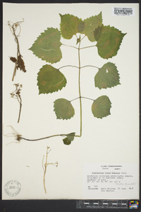 Eupatorium luciae-brauniae image